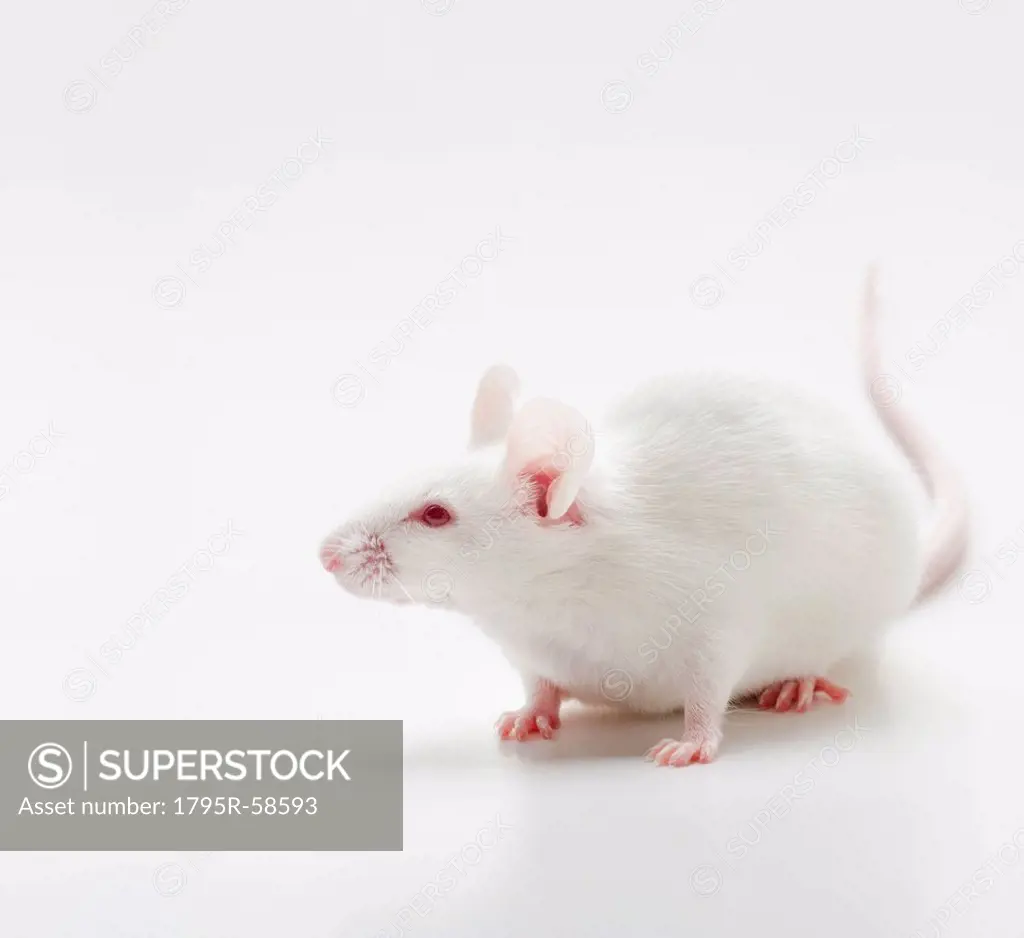 White mouse on white background, studio shot