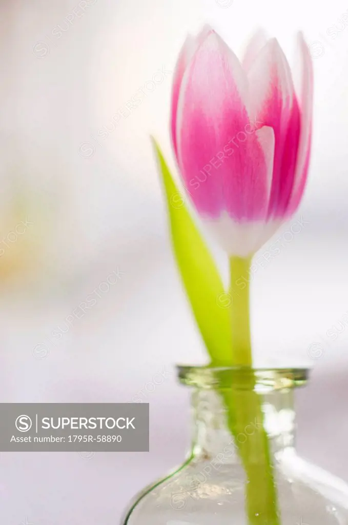 Studio shot of pink tulip in glass vase