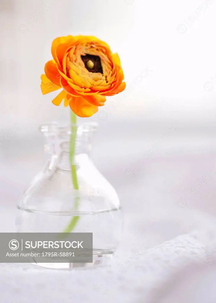 Studio shot of orange Ranunculus in glass vase
