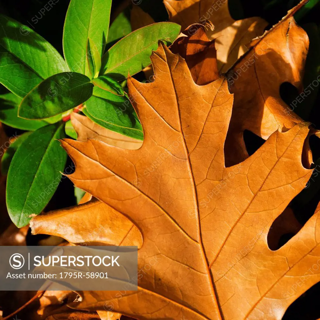 Close_up of brownish and green leaves