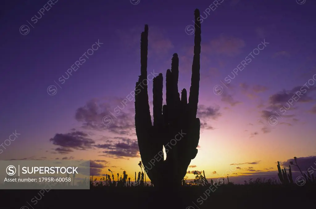 Mexico, Baja California, Cactus at sunset