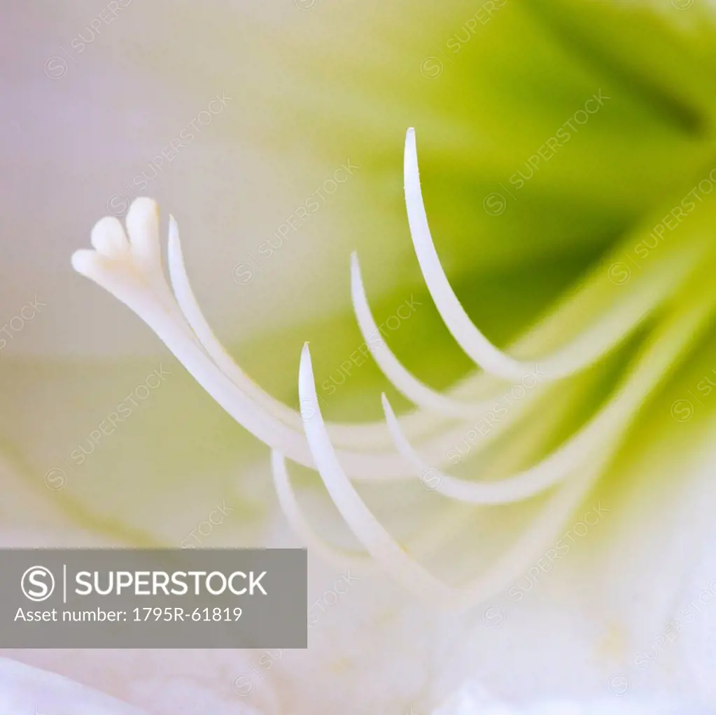 Studio close_up of green amaryllis