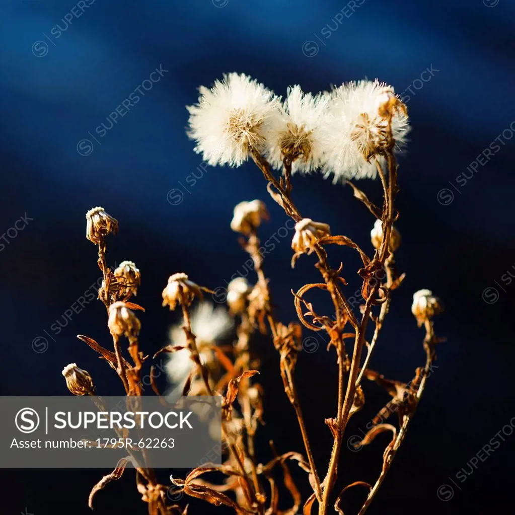 View of dried flowers
