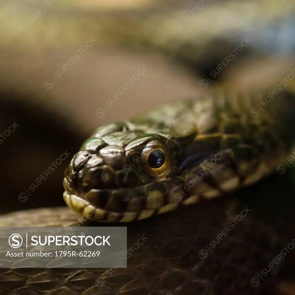 Close_up of snake