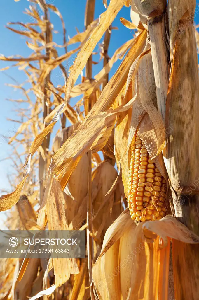 USA, Iowa, Latimer, Close_up of ripe corn