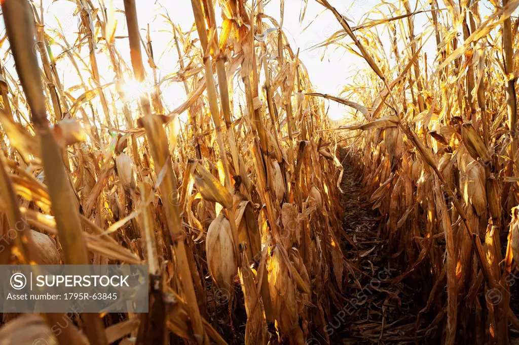 USA, Iowa, Latimer, Field of ripe corn