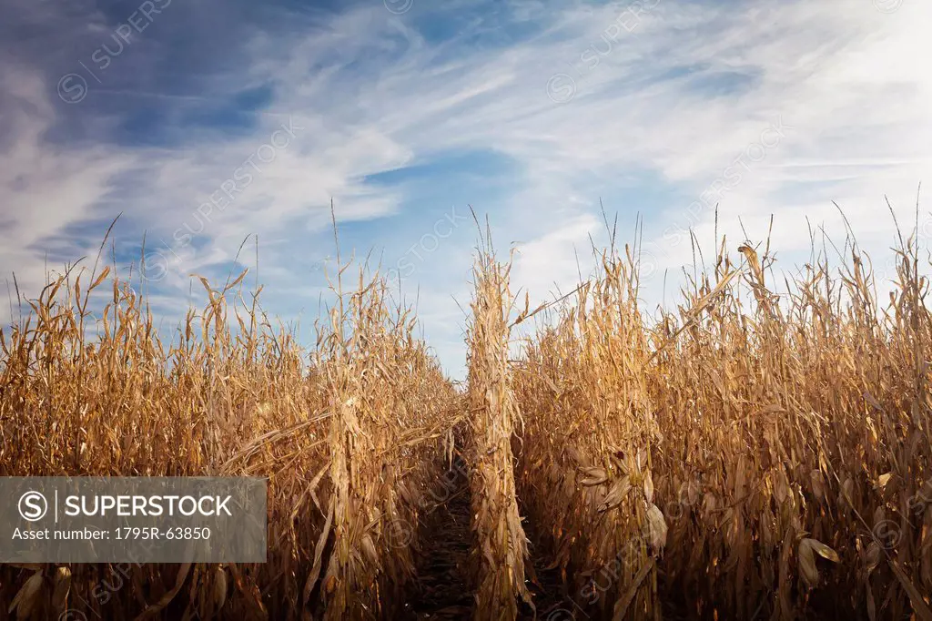 USA, Iowa, Latimer, Field of ripe corn
