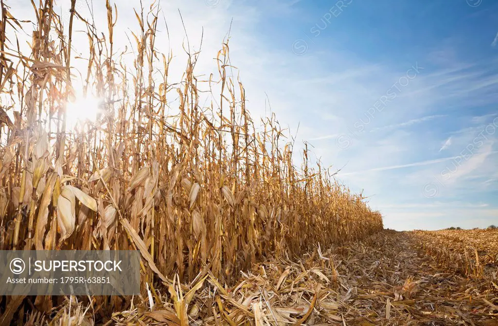 USA, Iowa, Latimer, Partly harvester corn field