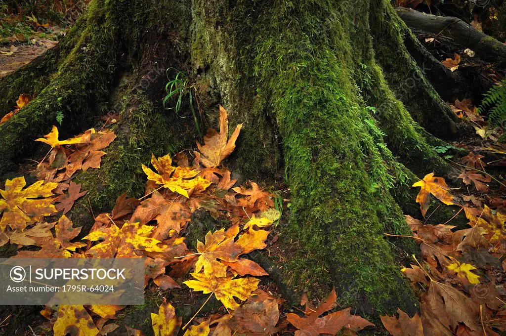 USA, Oregon, Silver Falls State Park, Tree trunk and leaves