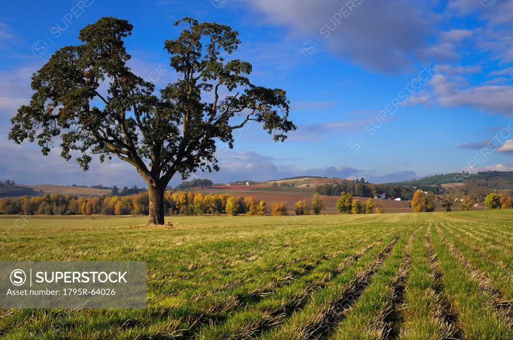 USA, Oregon, Polk County, Oak tree in field