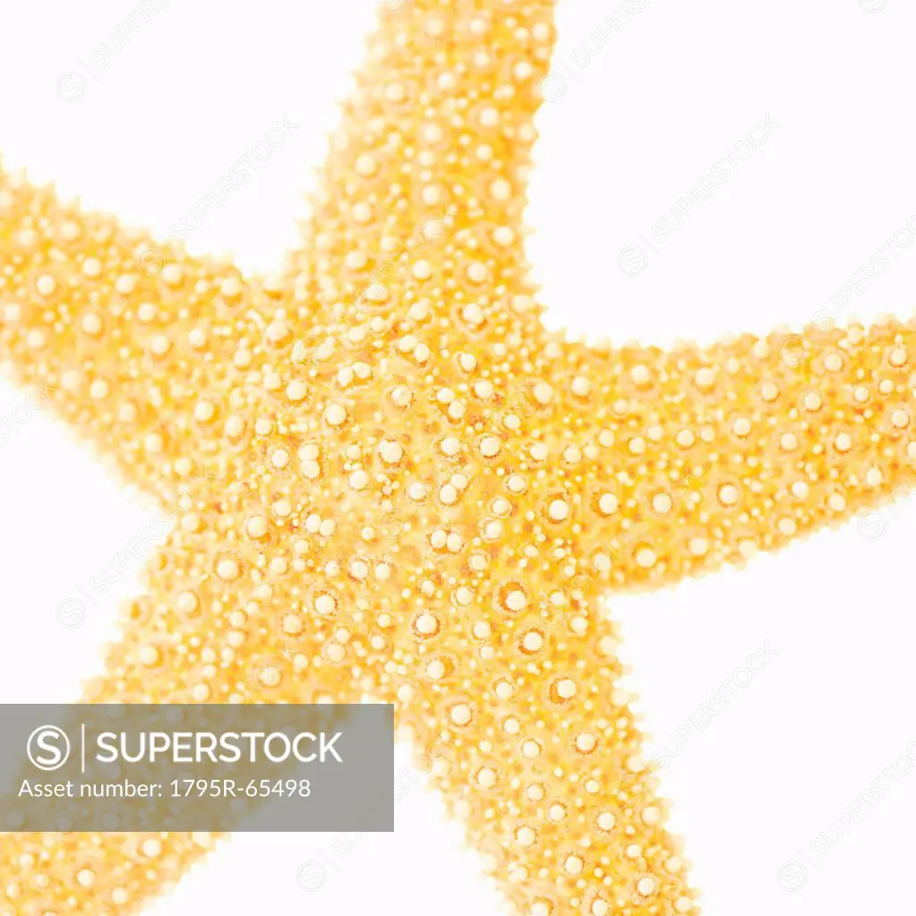Studio shot of star fish