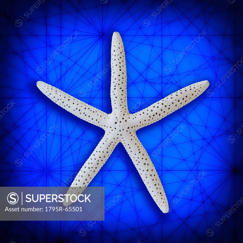 Studio shot of starfish on blue background