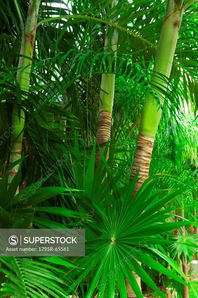 Palm trees in rainforest