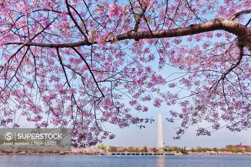 Cherry tree in blossom with Jefferson Memorial in background