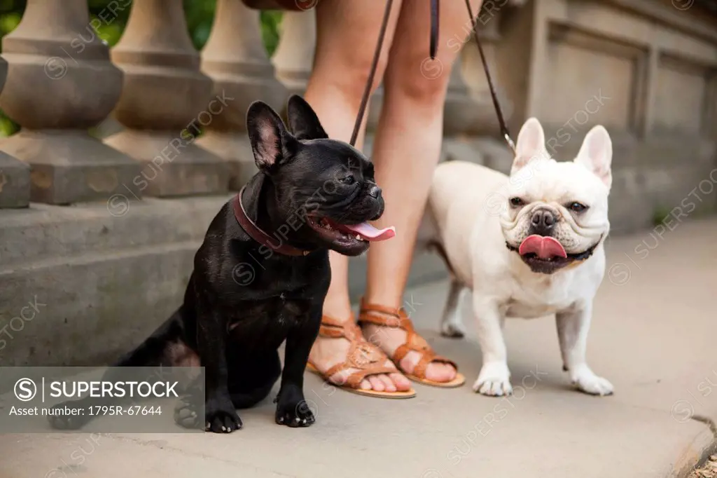 Portrait of two French Bulldogs