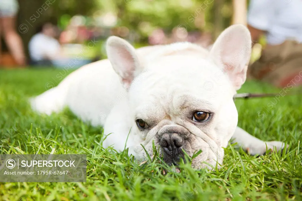 Portrait of French Bulldog lying on grass