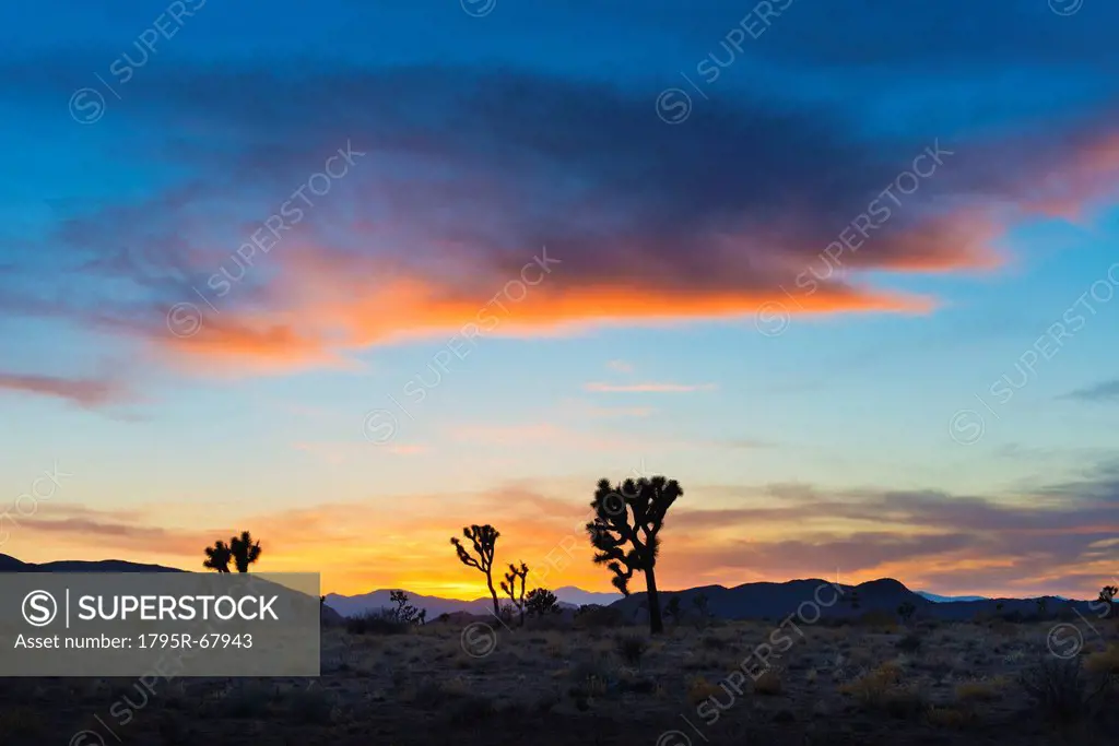USA, California, Joshua Tree National Park at sunset