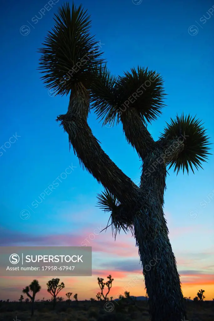 USA, California, Joshua Tree National Park at sunset