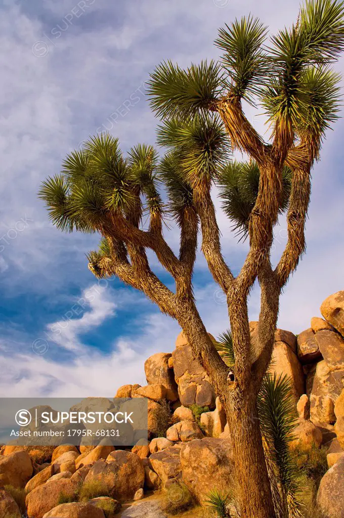 USA, California, Joshua Tree National Park, Joshua tree with rocks
