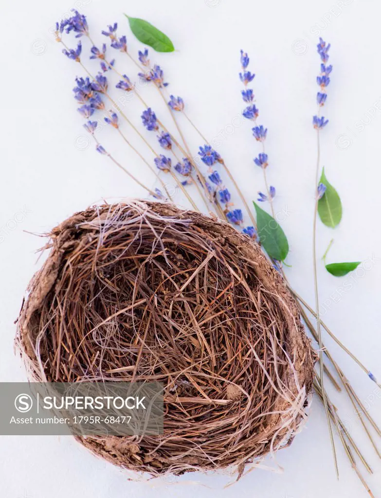 Close up of straw bird´s nest and lavender, studio shot