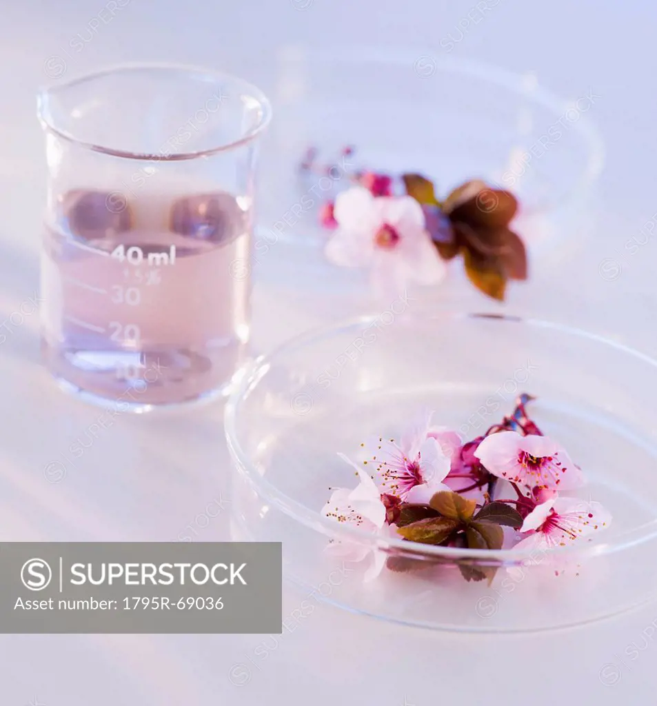 Close up of flowers in laboratory glassware, studio shot