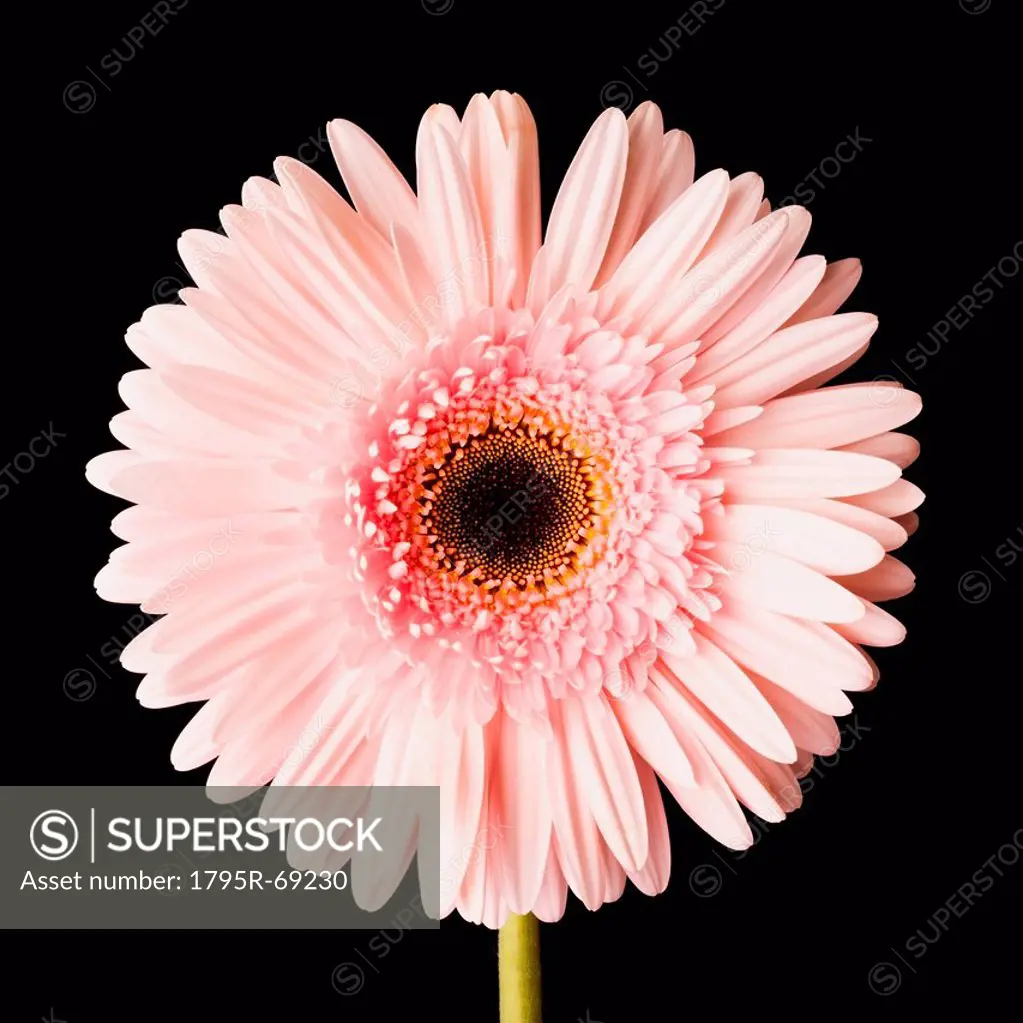 Close_up of pink daisy