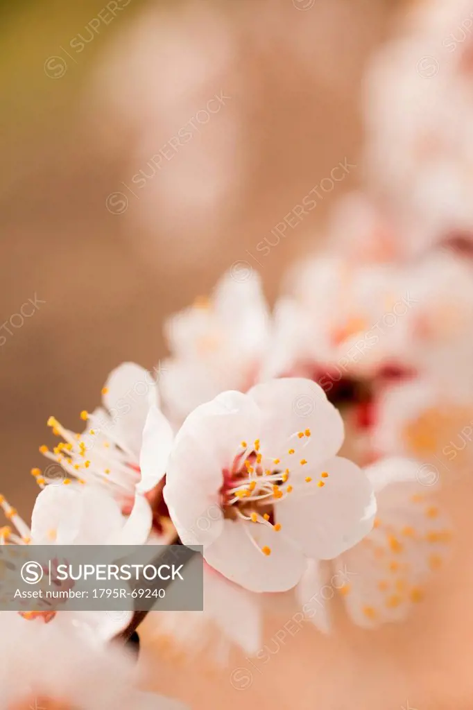 Close_up of cherry blossom