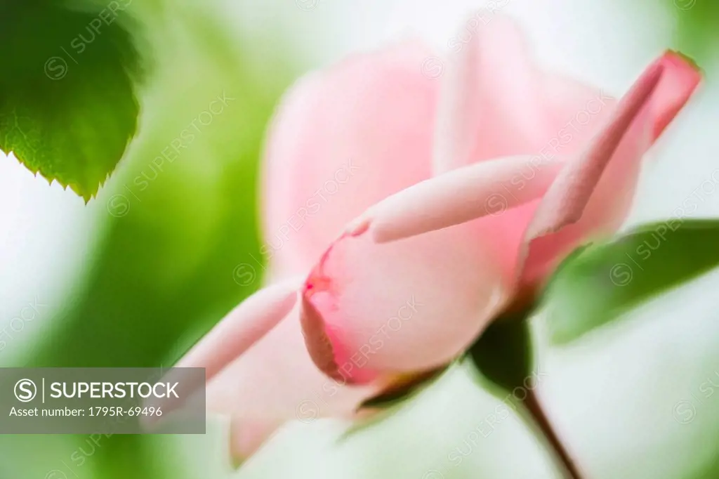 Pale pink rose