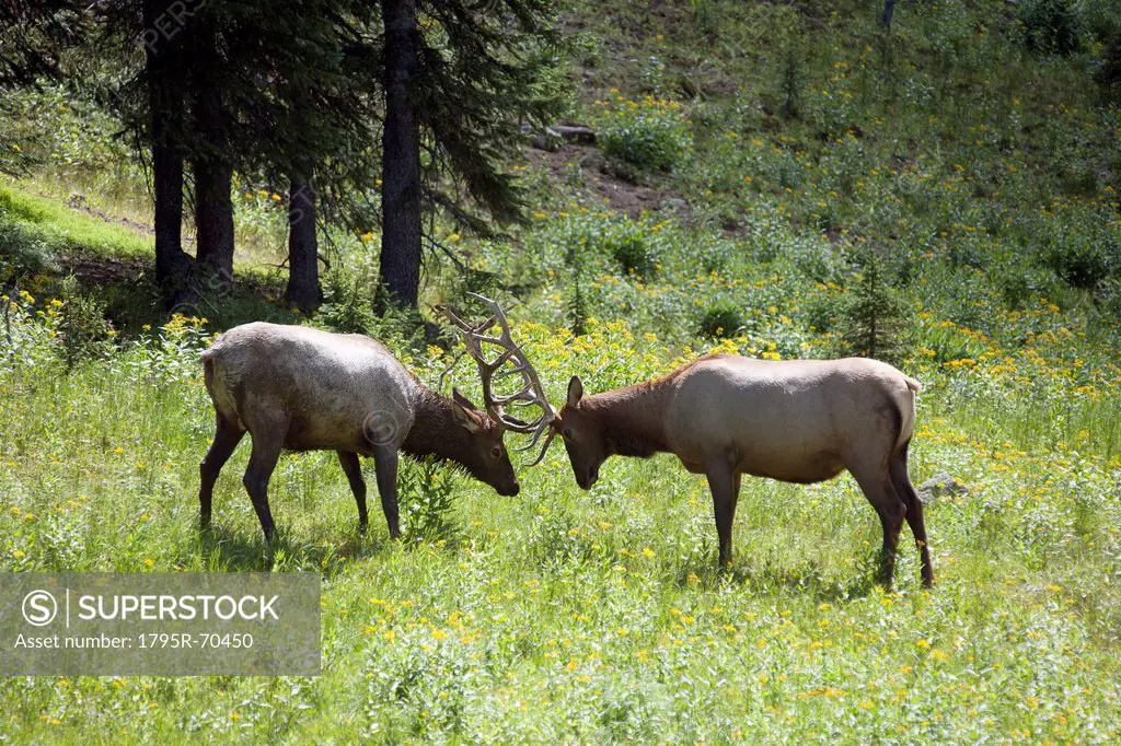 USA, Colorado, Rocky Mountains National Park, Two stags fighting