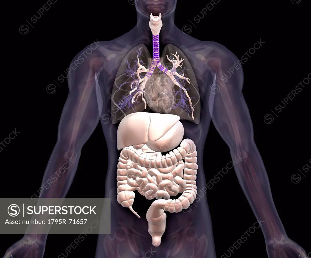 Biomedical illustration showing human internal organs