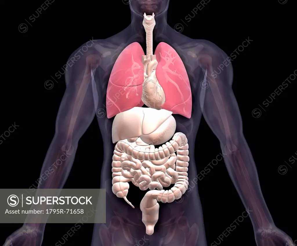 Biomedical illustration showing human internal organs with lungs indicated in red