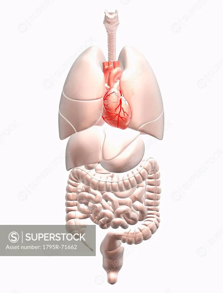 Biomedical illustration showing human internal organs with heart indicated in red