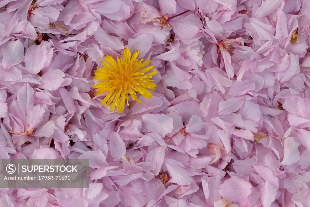 Studio shot of Sonchus flower head on rose petals