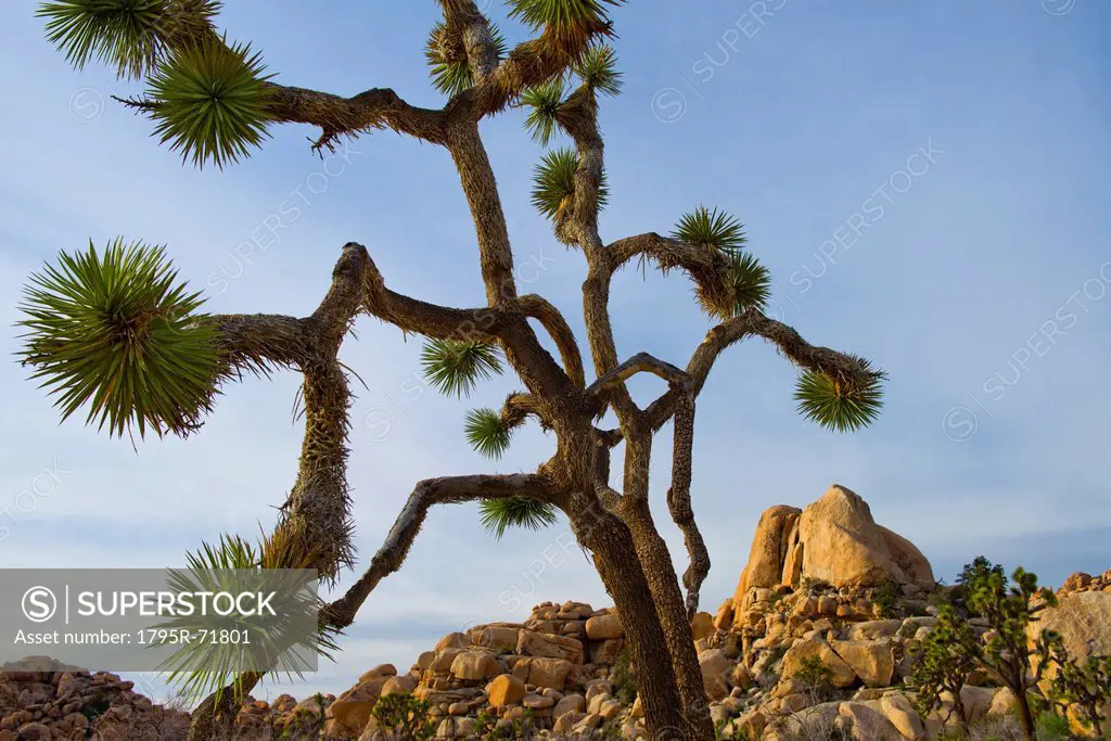 USA, California, Joshua Tree National Park, Joshua tree in desert