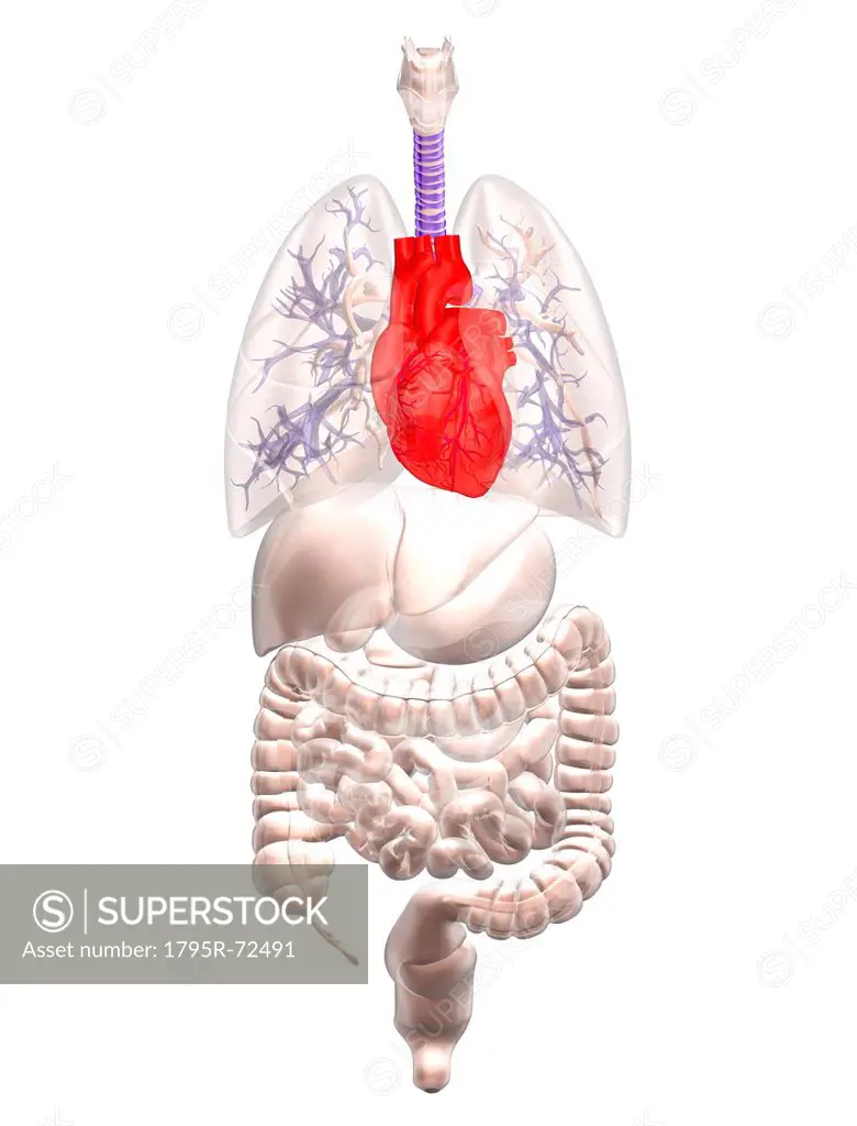 Biomedical illustration showing human internal organs with heart indicated in red