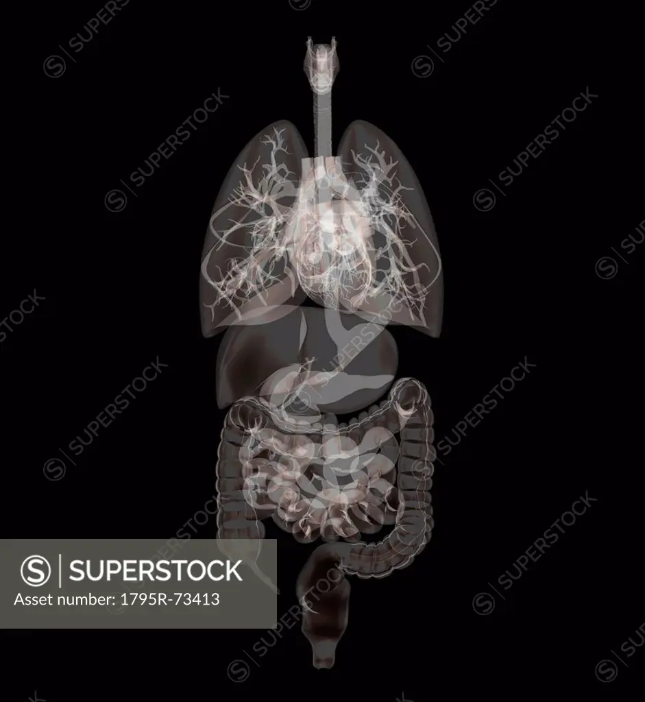 Biomedical illustration showing human internal organs