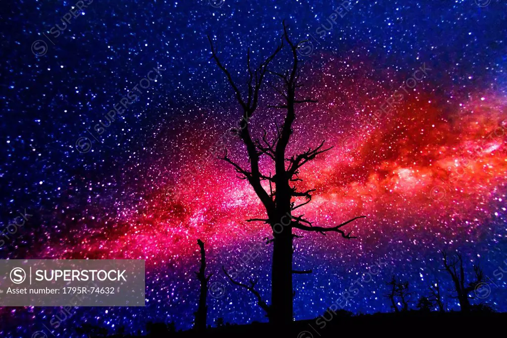 Silhouettes of dead trees against Milky Way