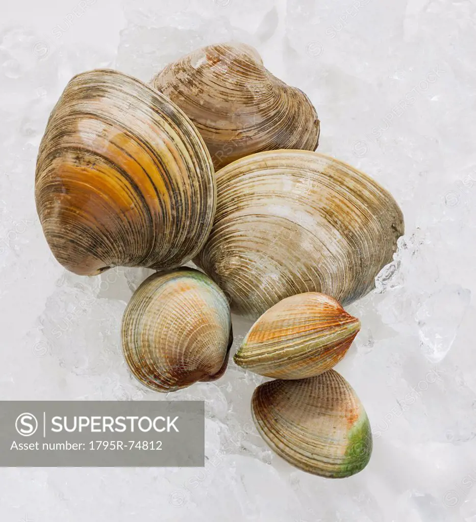 Close up of clams, studio shot