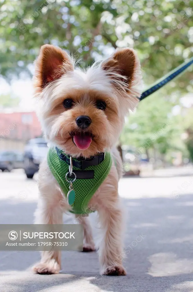 Portrait of Yorkshire terrier