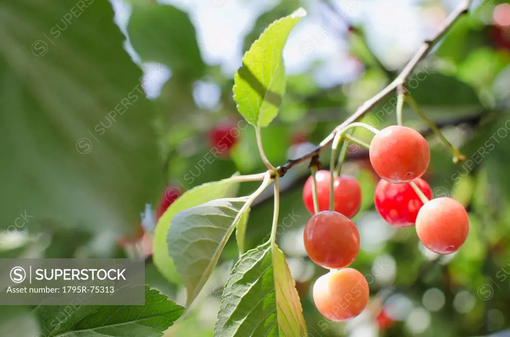 Cherries on cherry tree