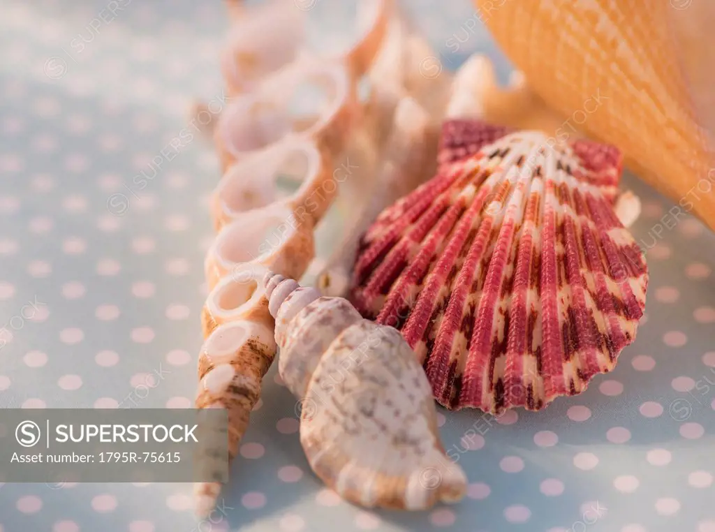 Studio Shot of seashells