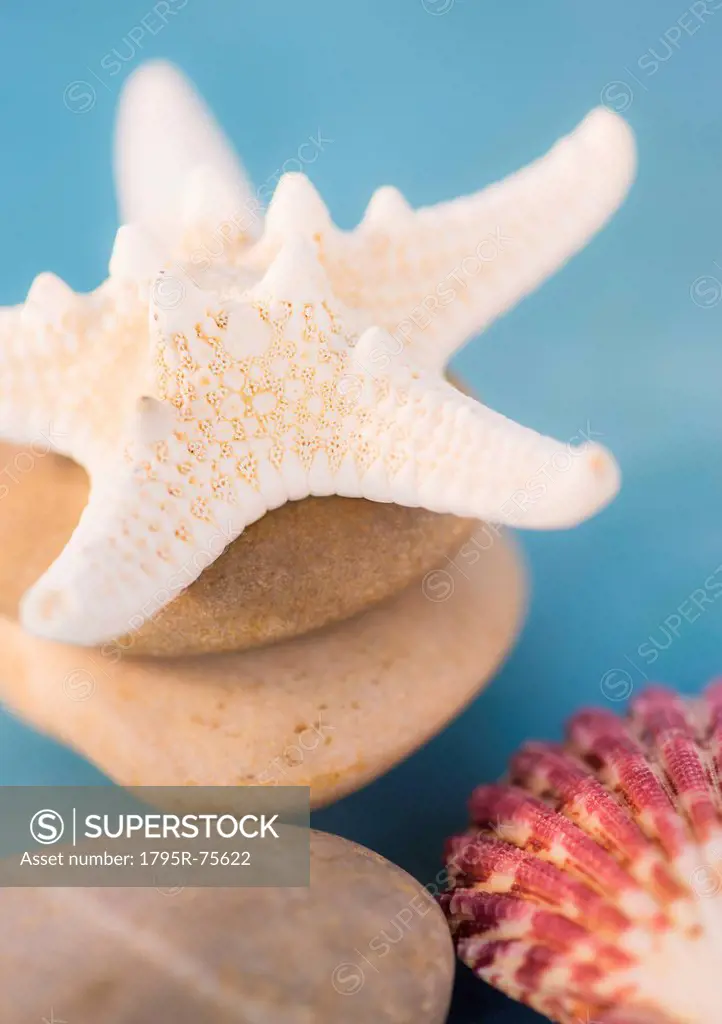 Composition of dry starfish, sea shell and pebble on blue background