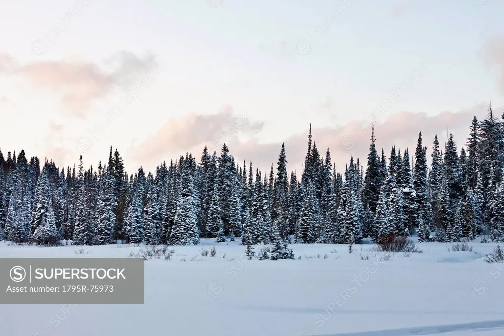 Evergreen trees in snowy, winter scene