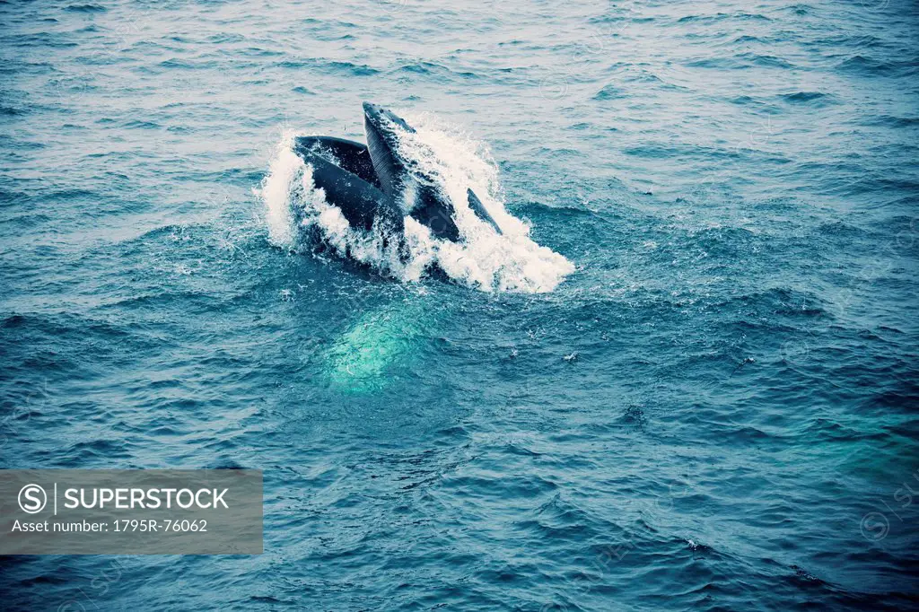 Whale in Atlantic Ocean
