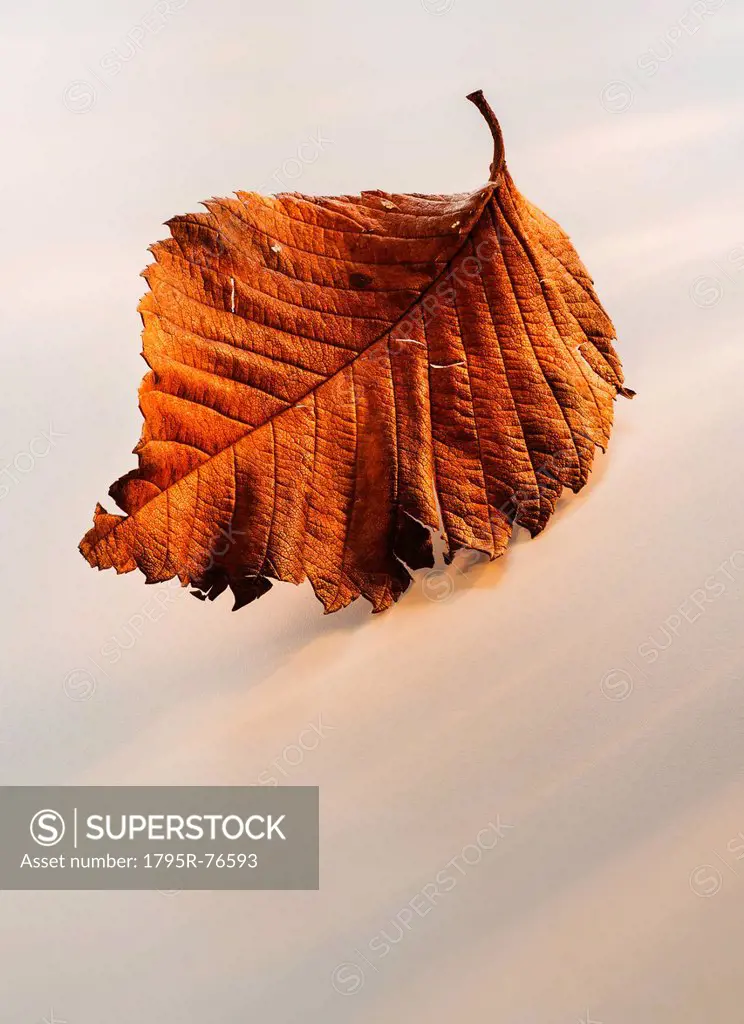 Brownish leaf on white background