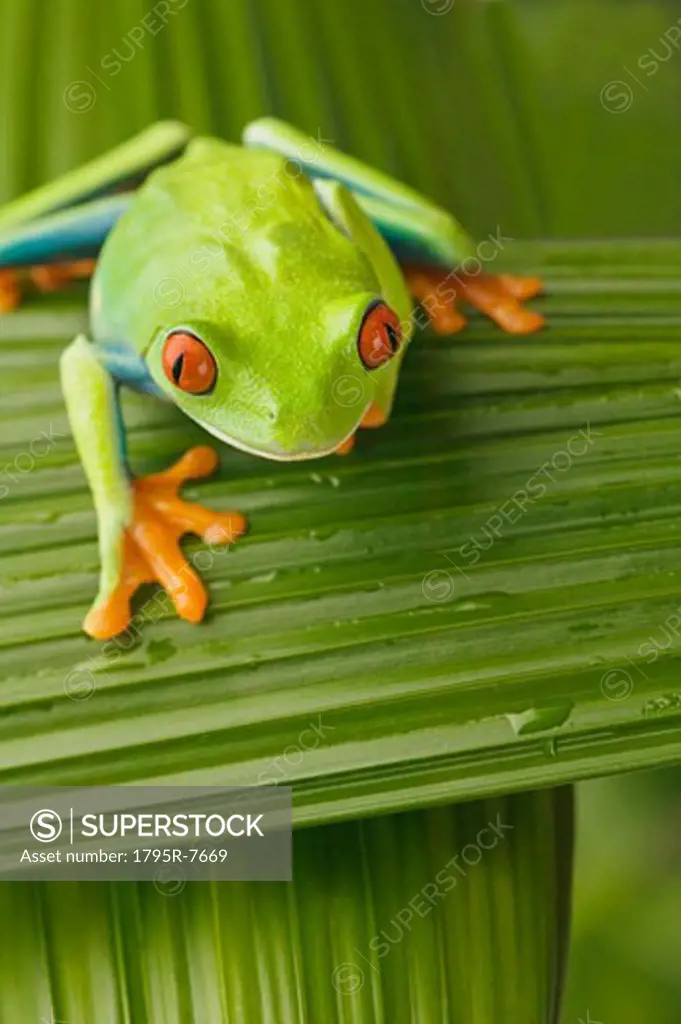 Tree frog on leaf