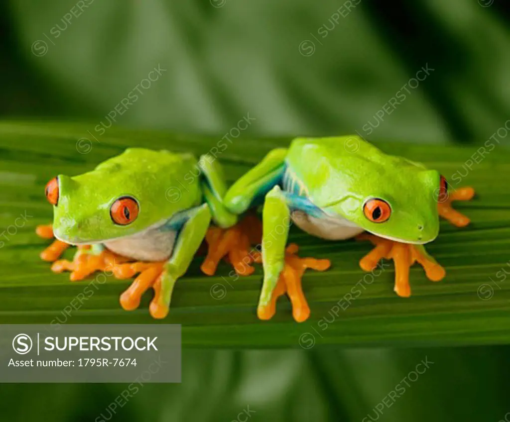Tree frogs on leaf