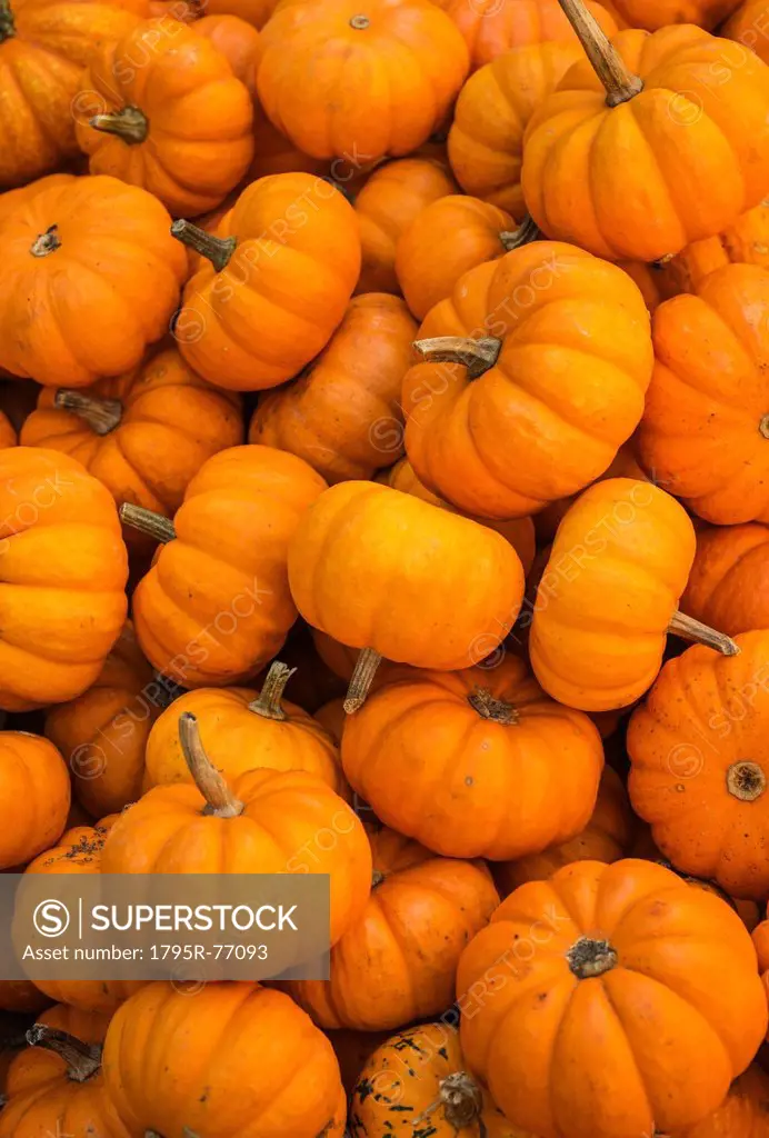 Heap of pumpkins