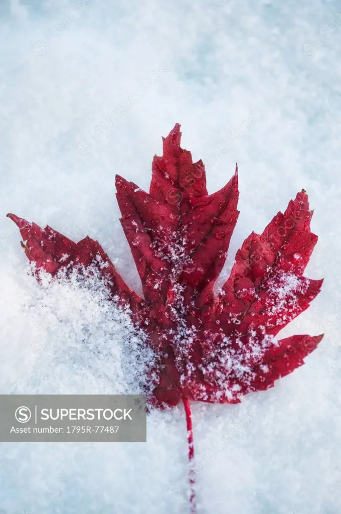 Studio shot of red maple leaf on artificial snow