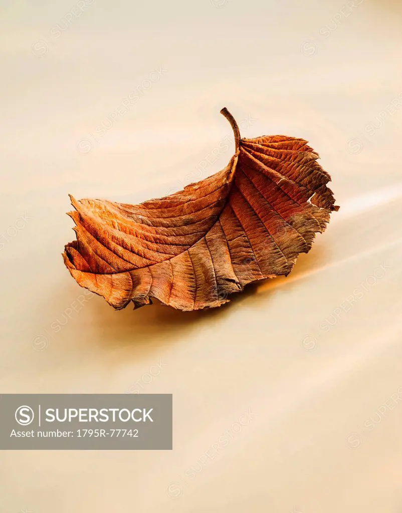 Close_up of brownish leaf